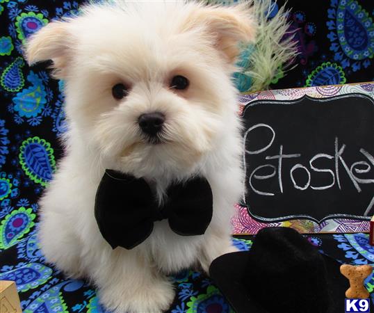 Puppykisses Picture 2